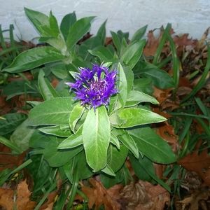 Meet your Posher, Peggy